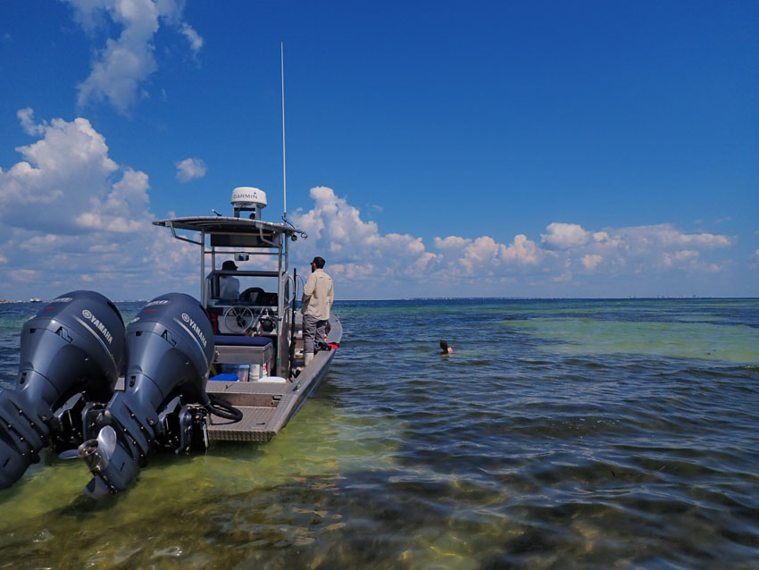 USM Seagrass Research