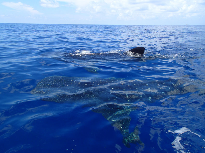 Whale Sharks Hendon