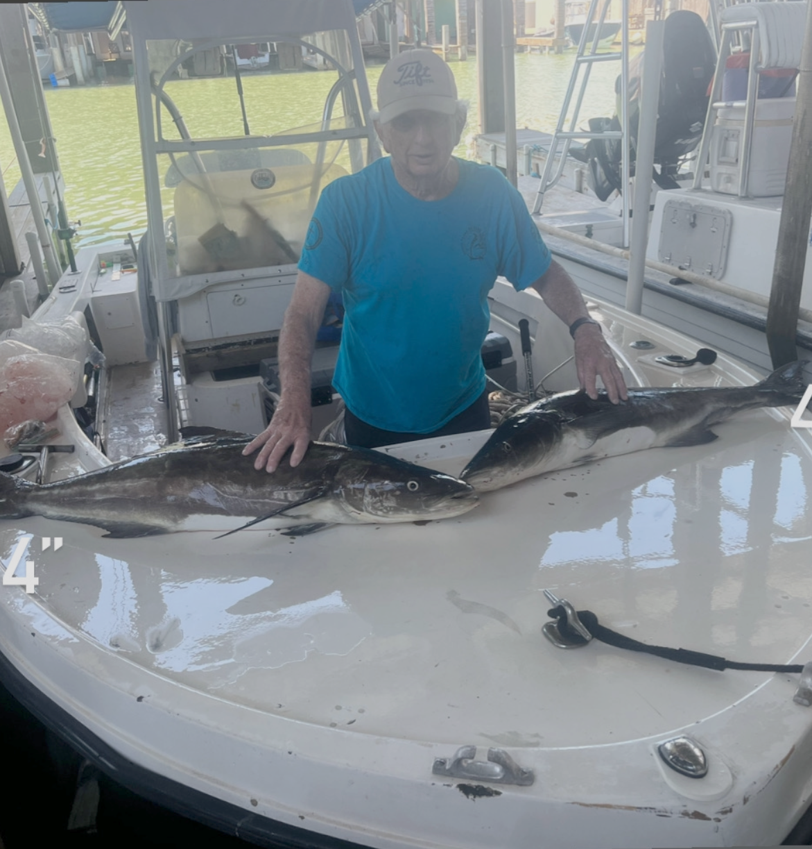 cobia-tagging-story cobia-tagging-story