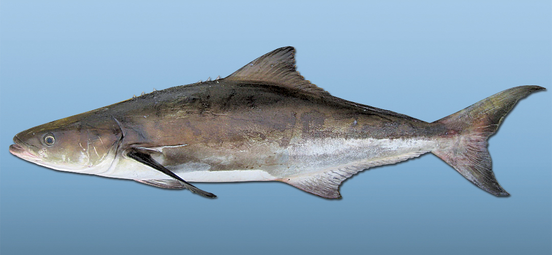 cobia