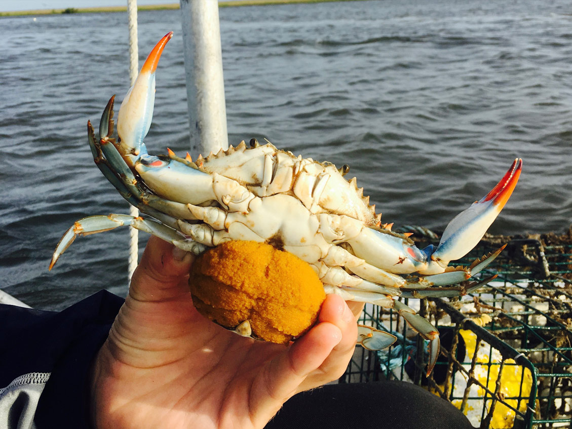 Photo of Blue Crab