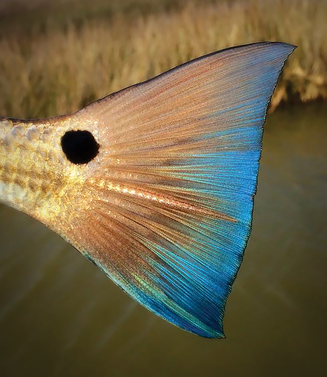 red drum fin