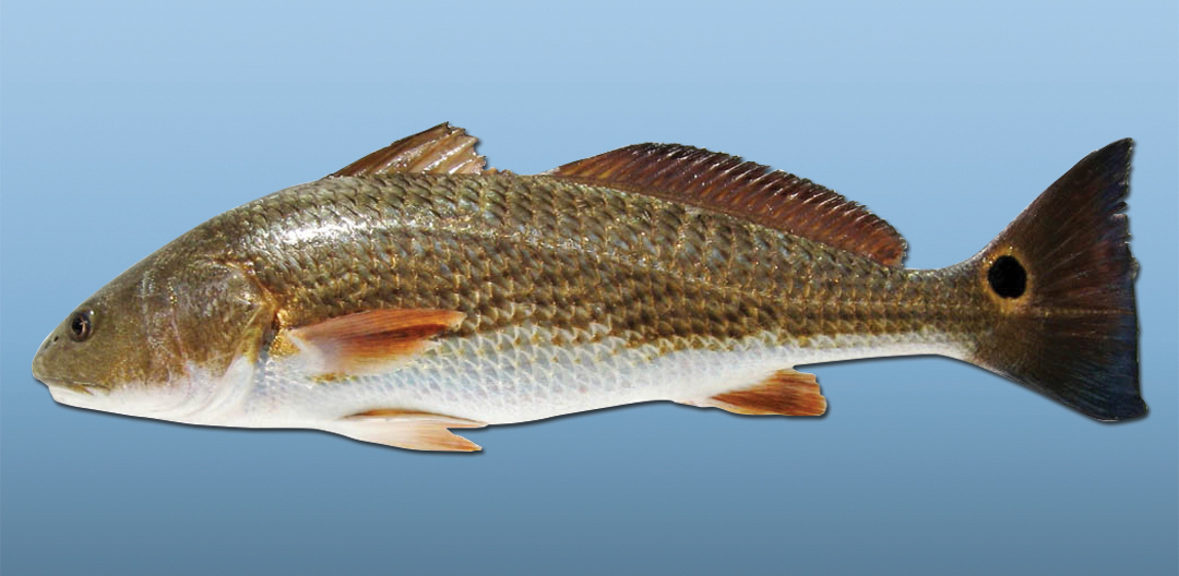 Red Drum Tag and Release, Center for Fisheries Research and Development