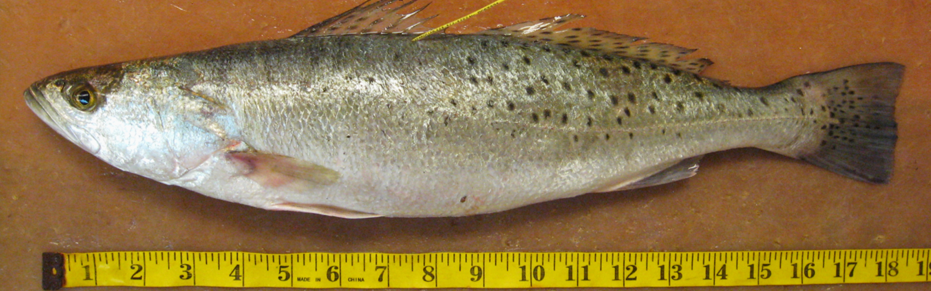 sea trout