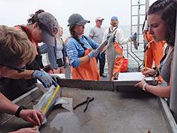 shark measuring