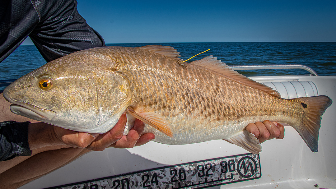 red drum