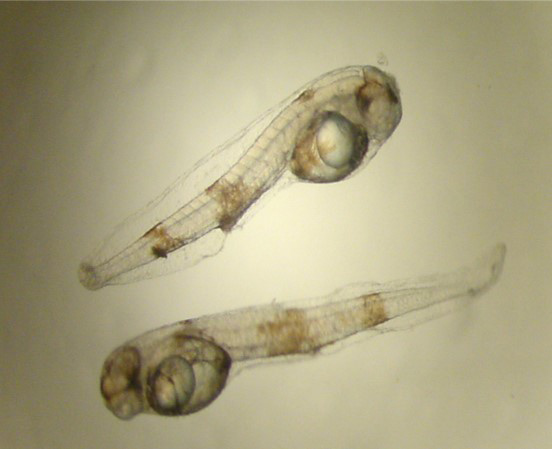 larvae