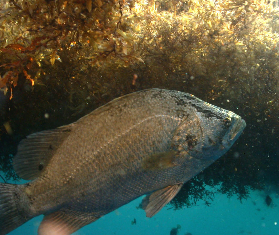 tripletail in sargassum