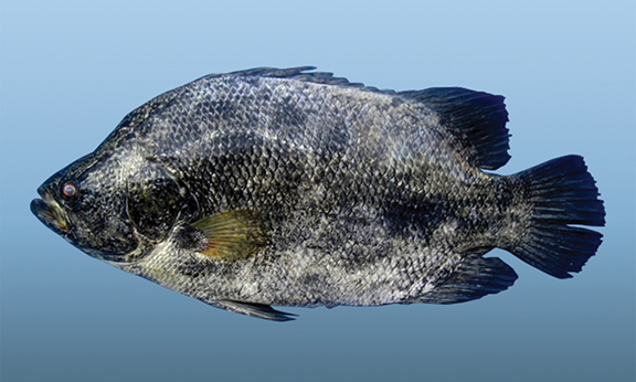 tripletail