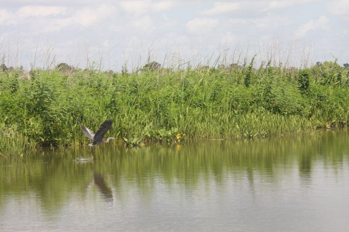 River with Great Blue Heron