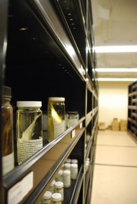 Fish museum specimens