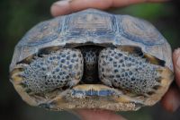 Gopher Tortoise