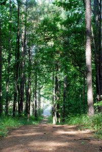 Lake Thoreau Trail