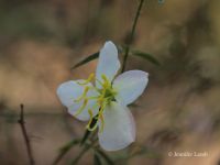 Meadow Beauty (Rhexia sp.)