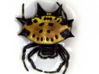 Spiny-backed Orbweaver (Gasteracantha cancriformis)