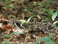 Eastern Diamondback Rattlesnake (Crotalus adamanteus)
