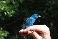 Indigo Bunting