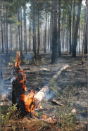 Prescribed Fire at Lake Thoreau