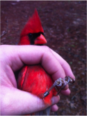 Northern Cardinal in hand