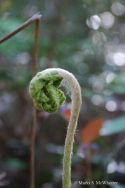 furled frond of a fern