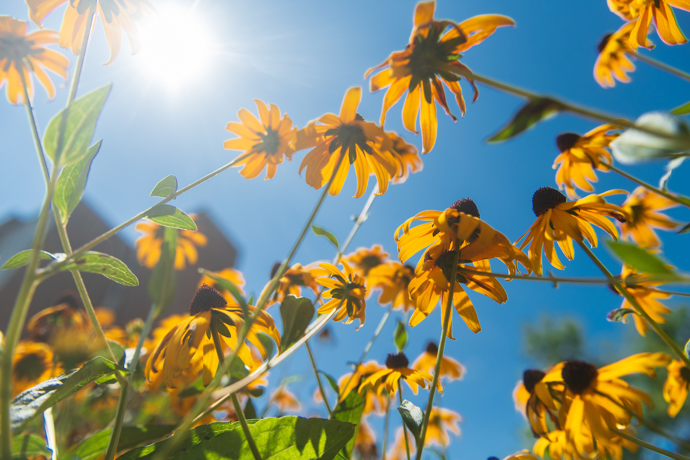 Black Eyed Susans
