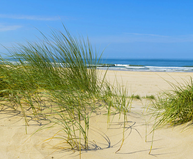 School of Coastal Resilience