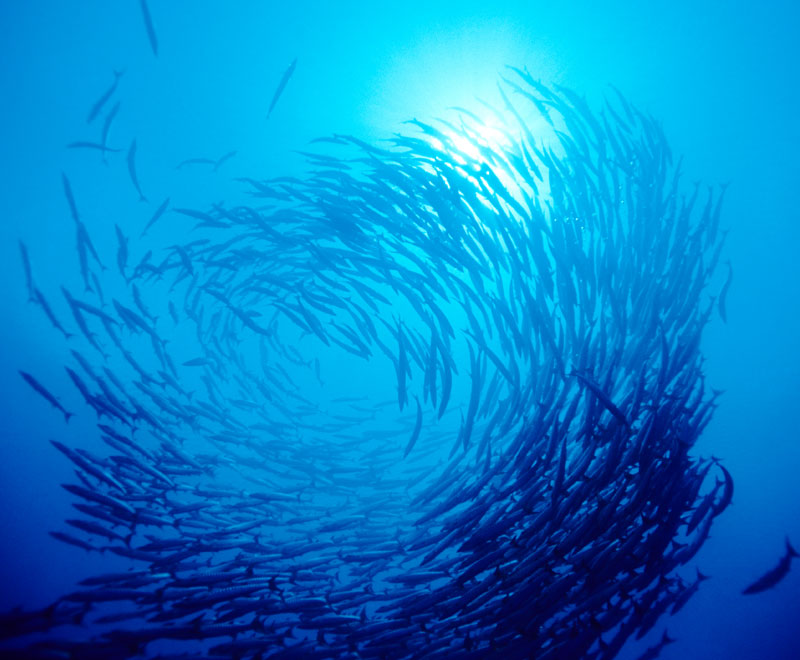 school of fish swimming in circle