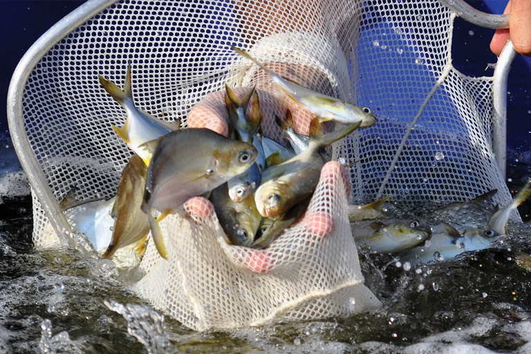 Center for Fisheries Research and Development